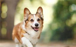 盘点柯基犬的缺点！养之前得先知道