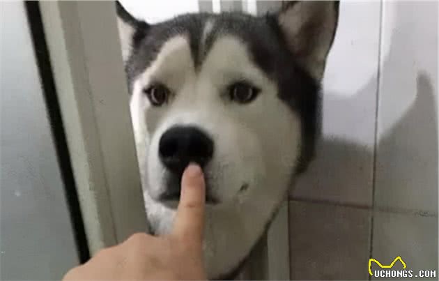 为什么狗狗你在上厕所的时候会蹲在门口？是怕你在里面偷吃吗？
