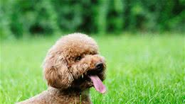 犬口周炎怎么办？