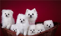 博美幼犬吃什么狗粮，还要看这个狗粮的含量，重点要看这两方面