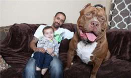 狗狗日子过得滋润，会有以下表现