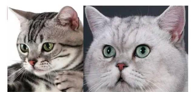 英国短毛猫和美国短毛猫，你分得清吗？