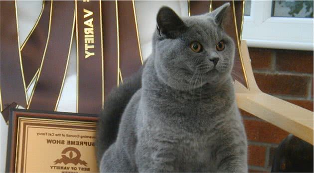 英国短毛猫和美国短毛猫，你分得清吗？