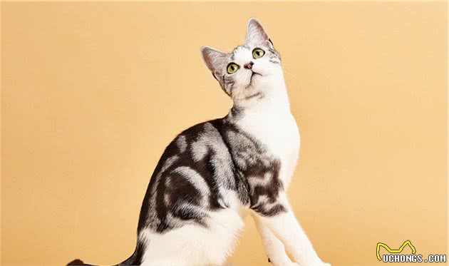 英国短毛猫和美国短毛猫，你分得清吗？