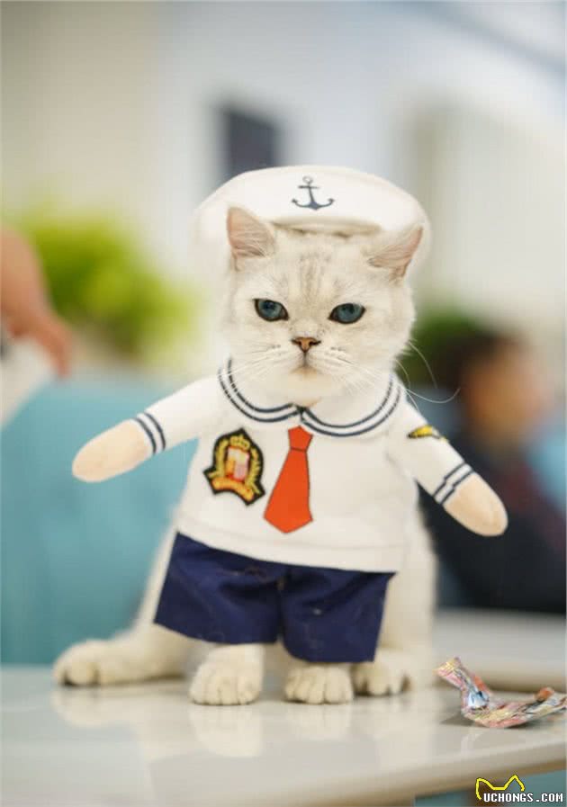 英国短毛猫和美国短毛猫，你分得清吗？