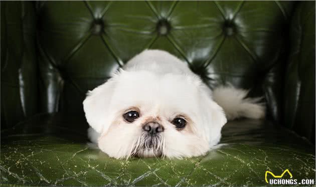常见家庭的饲养的观赏犬—北京犬（京巴）