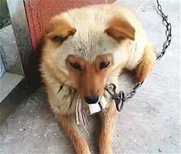 土狗怀孕产下独子，几个月后露出真面目：好像知道你爹是谁了