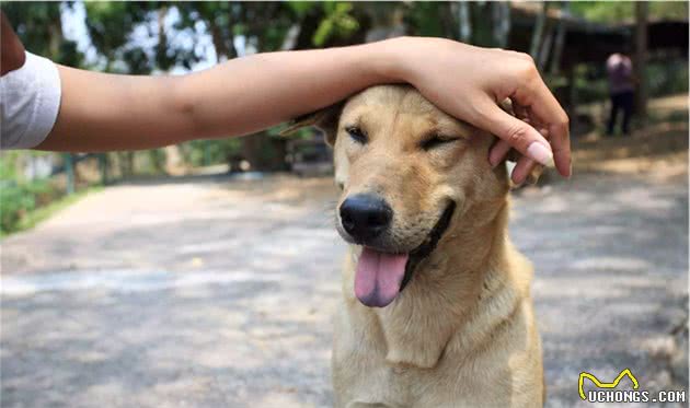 狗狗家长请注意：您的这7种行为让狗害怕