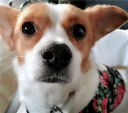 土狗和宠物狗区别到底在哪？为“如意”生活点赞