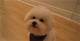 茶杯犬有哪些呢？茶杯犬可爱吗？