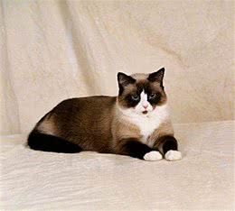猫咪家族这么庞大，铲屎官还不快来长知识！