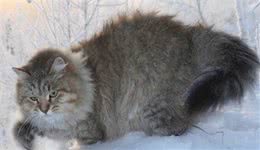 西伯利亚森林猫，犹如雄姿英发的小老虎，威武霸气
