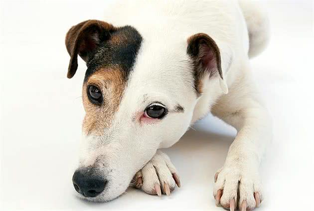 什么是犬瘟热？这种无法完全痊愈的疾病，主人最好按这3点预防