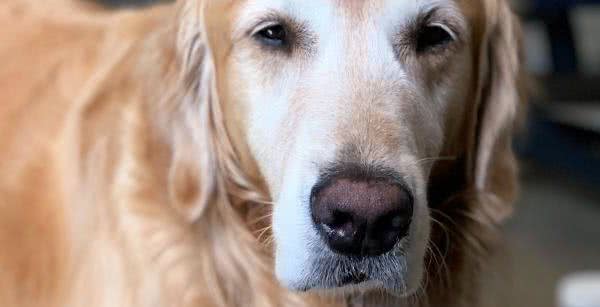 什么是犬瘟热？这种无法完全痊愈的疾病，主人最好按这3点预防