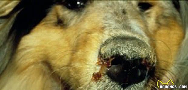 什么是犬瘟热？这种无法完全痊愈的疾病，主人最好按这3点预防