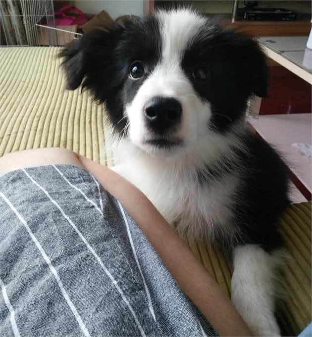 有些人说尴尬期的狗狗越尴尬，长大后就越漂亮，真的是这样么？