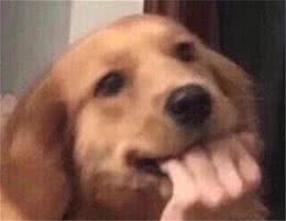 幼犬拉肚要警惕，离不开这6大原因