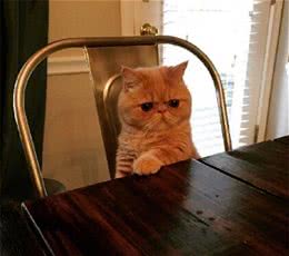 网友家猫咪总是直立不动，一副雕塑样子，猫界的“钢铁直男”？