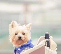 洋气高大上的宠物狗狗名字大全珍贵美丽-可爱点