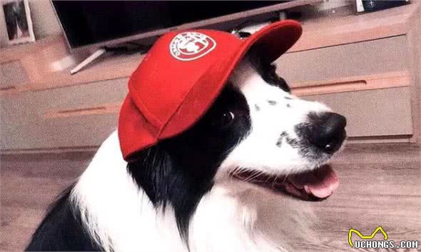 边境牧羊犬的几个小秘密，宠主不一定知道，知道后更想养它了