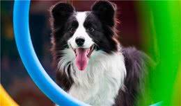边境牧羊犬的几个小秘密，宠主不一定知道，知道后更想养它了
