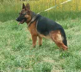 德国牧羊犬和罗威纳犬，作为现代型护卫犬，在它们之间应如何选择