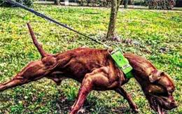 比特犬训练的基本项目