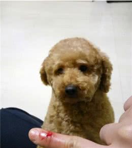 泰迪犬最容易“咬人”的几个瞬间，主人也不例外