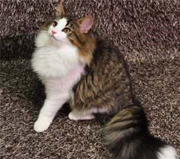挪威森林猫吃什么猫粮好？挪威森林猫怎么挑选猫粮