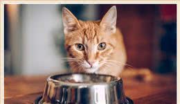 如何在家自制猫食