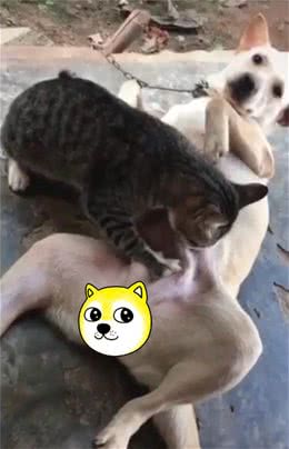 猫咪在狗狗肚皮上疯狂搓揉，只为了帮狗狗解闷？