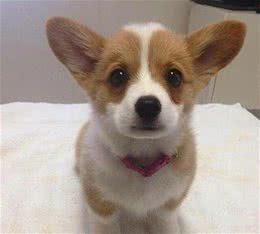 新手养狗-如何在一窝狗狗中选到最好的