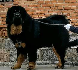 从千万猛犬到路边弃狗，藏獒的兴衰背后，隐藏着什么