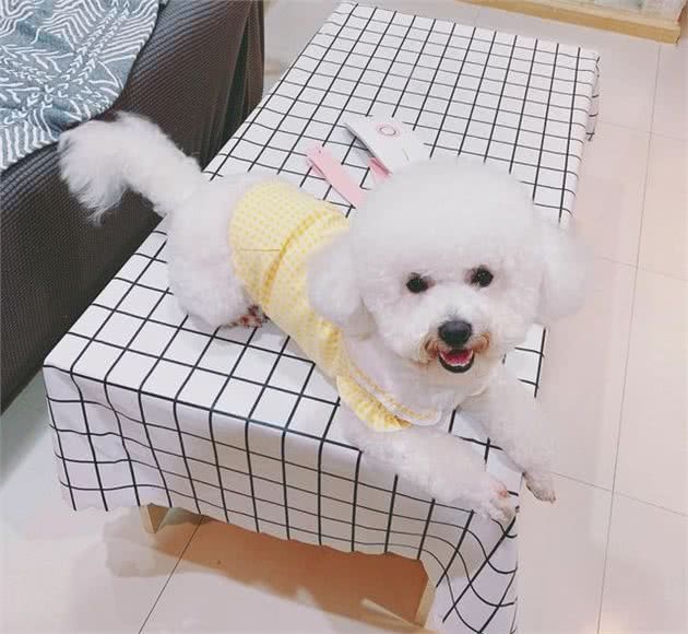 比熊犬和赛级比熊有何区别，想不出来别担心，五点为你解释清楚