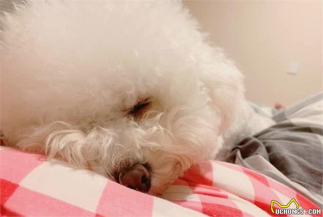 比熊犬和赛级比熊有何区别，想不出来别担心，五点为你解释清楚