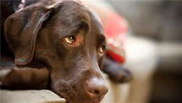 狗狗犯错打哪里，嘴巴还是屁股？让它长记性