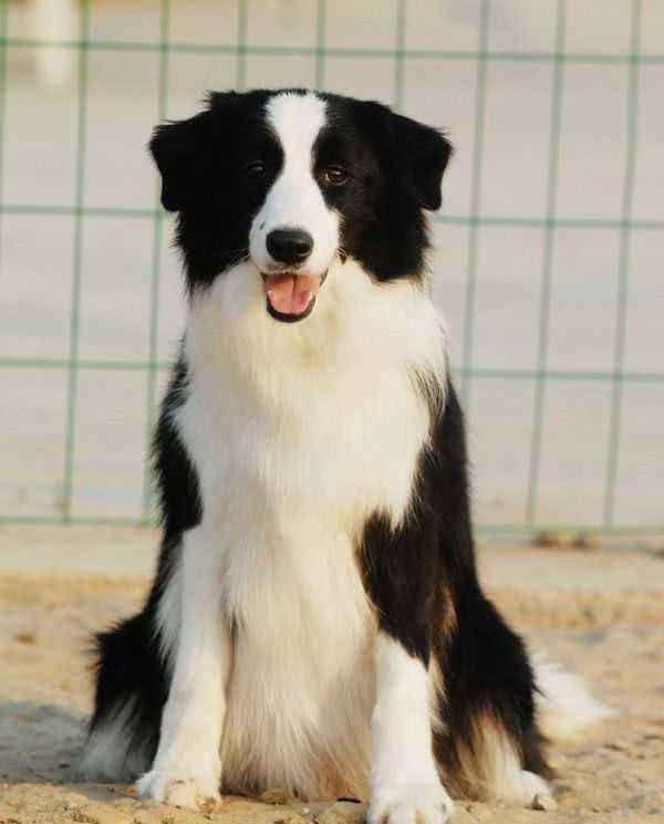 智商第一的边境牧羊犬只能放羊，却不能当军警犬，你知道为啥吗？
