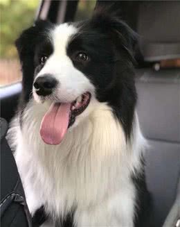 智商第一的边境牧羊犬只能放羊，却不能当军警犬，你知道为啥吗？