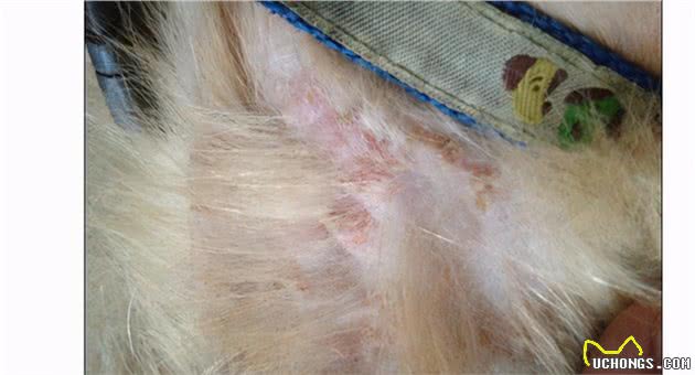 金毛犬毛发粗糙暗淡，很可能是这几个原因导致的