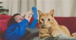 最“通人性”的6种猫，养上其中一只就有福了