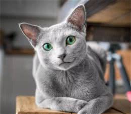 俄罗斯蓝猫真的很“香”，这6个优点，你想拥有吗？