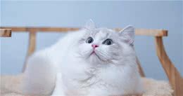 自从养了布偶猫，就很难对其他猫咪心动了