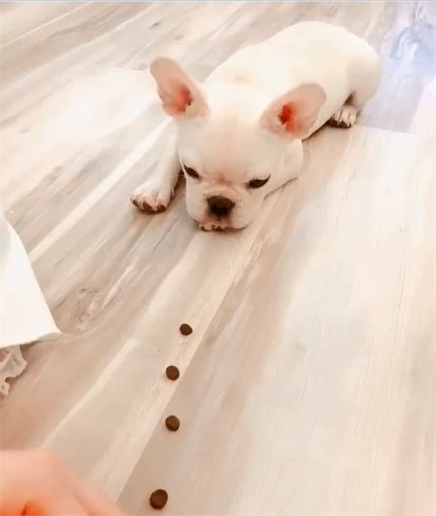 法斗3秒吃光狗粮，如同蝗虫过境，千万别用食物考验狗狗