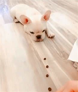 法斗3秒吃光狗粮，如同蝗虫过境，千万别用食物考验狗狗