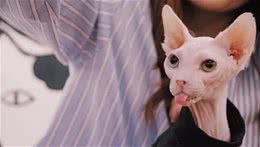 地球上10大最聪明的猫咪，第一长得有点怪，你家爱猫上榜了吗？