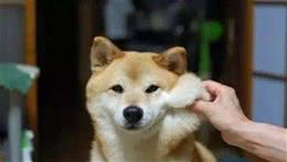 柴犬被主人恶搞捏脸，表情一度怀疑狗生，其实俺好酥服~
