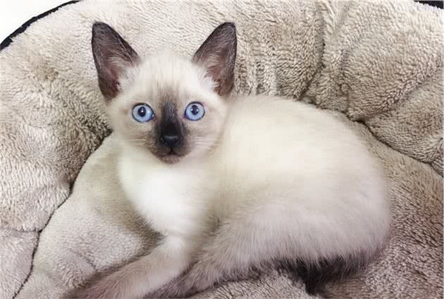短毛种猫有哪些品种？（一）