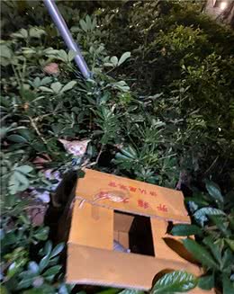 猫妈妈和四只小猫被丢弃在草丛中，猫咪满眼泪水：帮帮我们