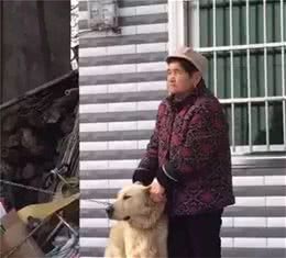 金毛狗狗听到放鞭炮害怕，奶奶立马帮它捂住耳朵
