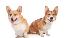 如何选择一条合格的“威尔斯柯基犬”